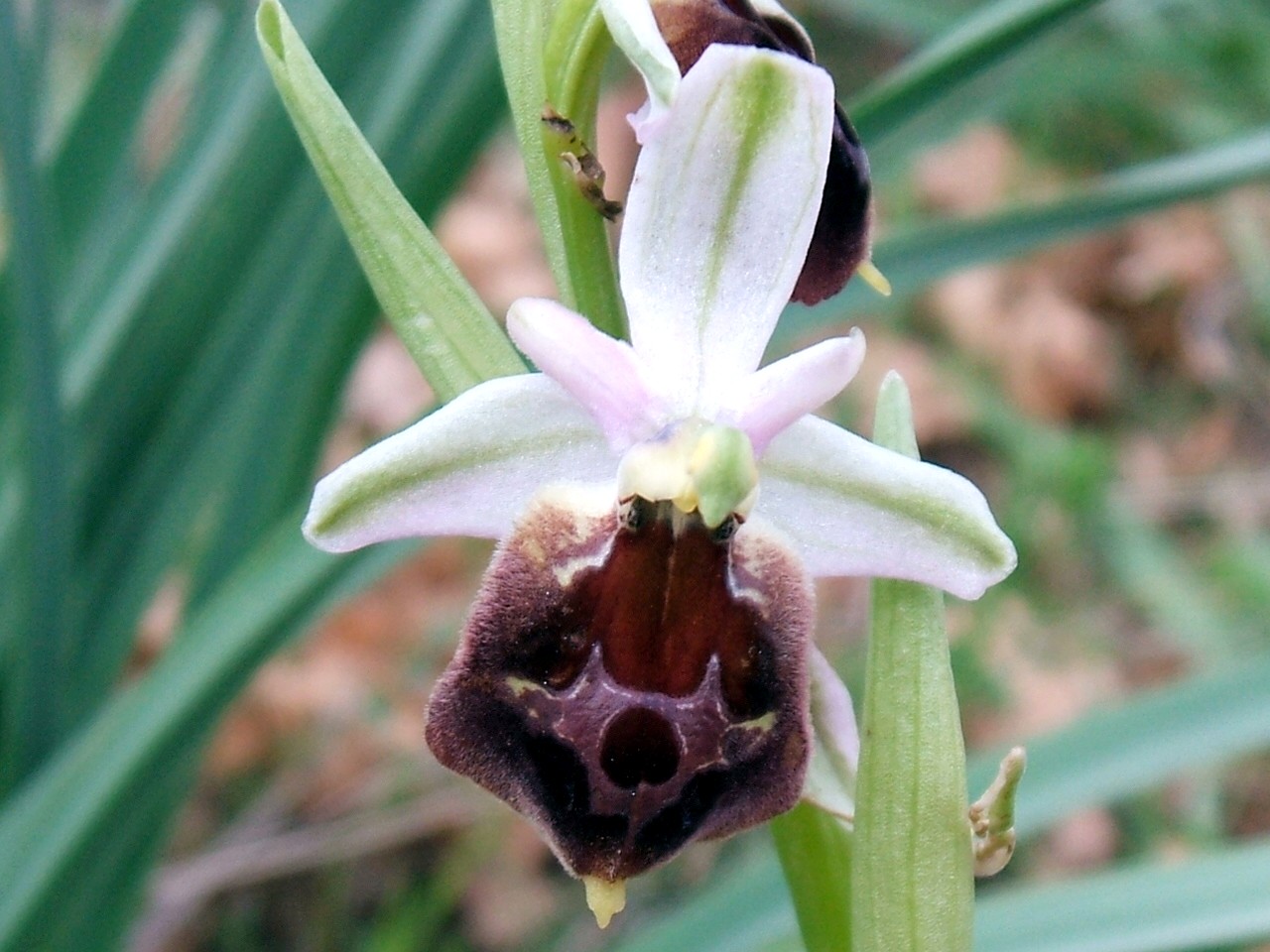 orchidee del gargano